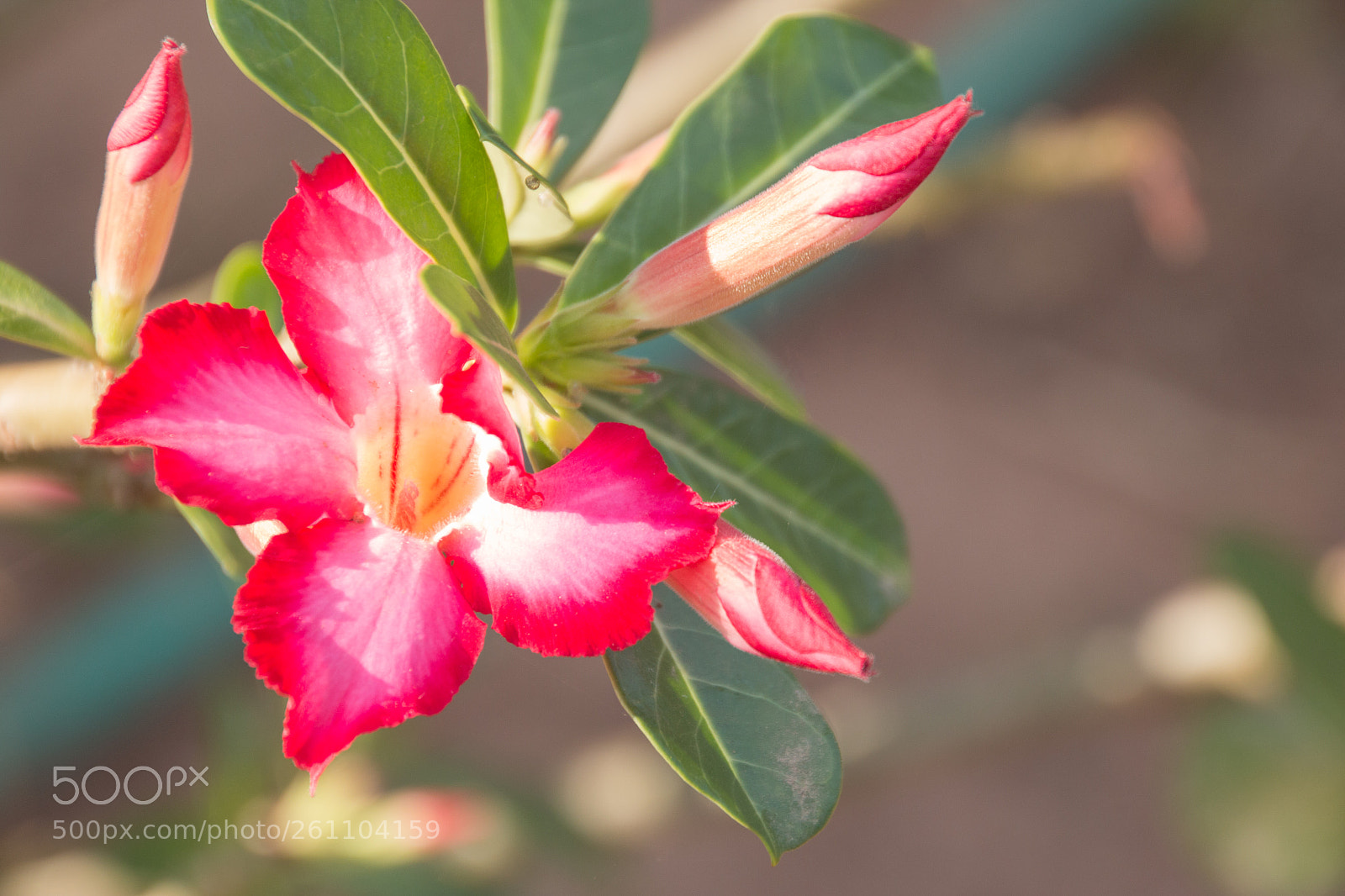 Canon EOS 70D sample photo. Tropical flower pink adenium photography