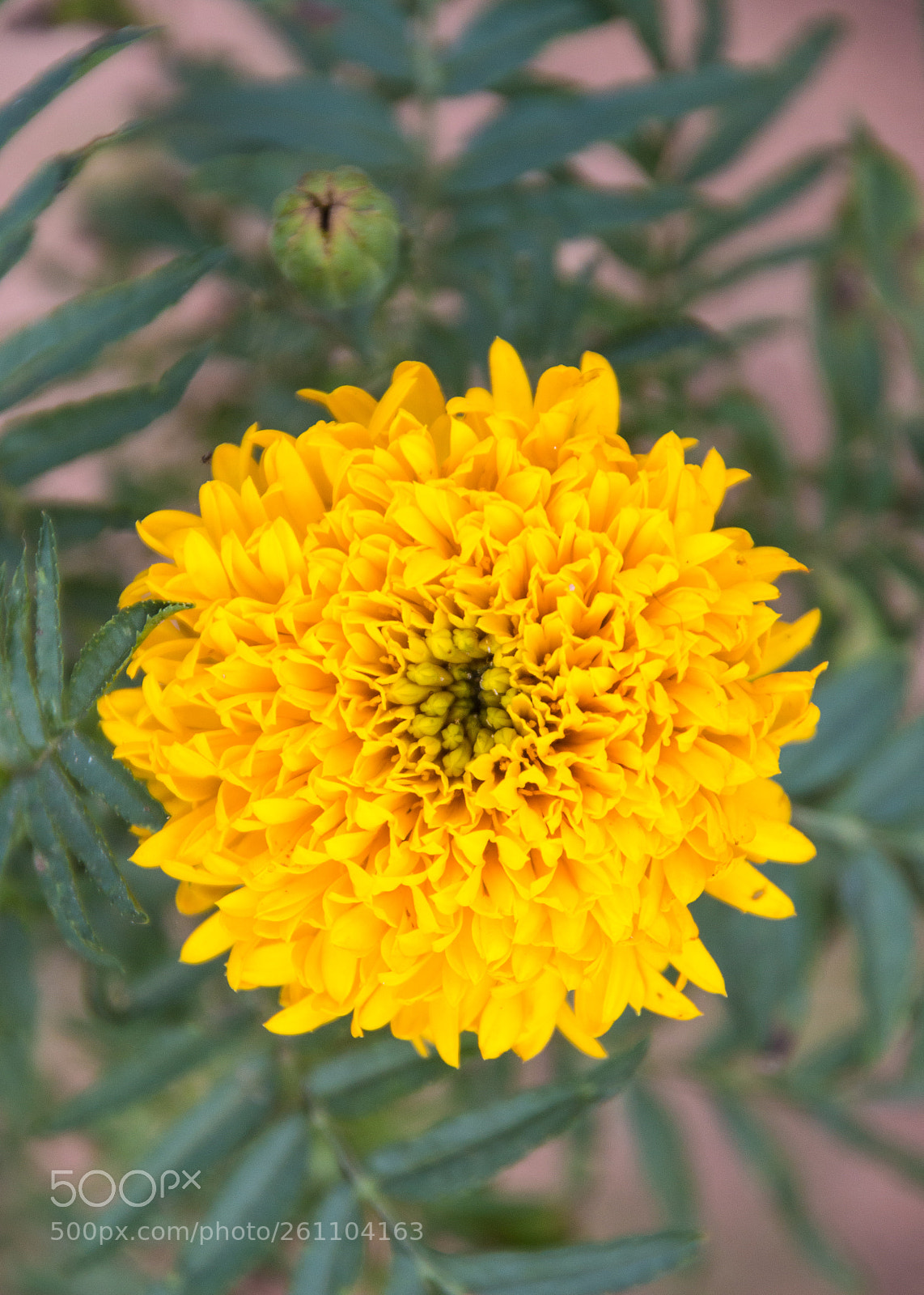 Canon EOS 70D sample photo. Marigold flower in the photography