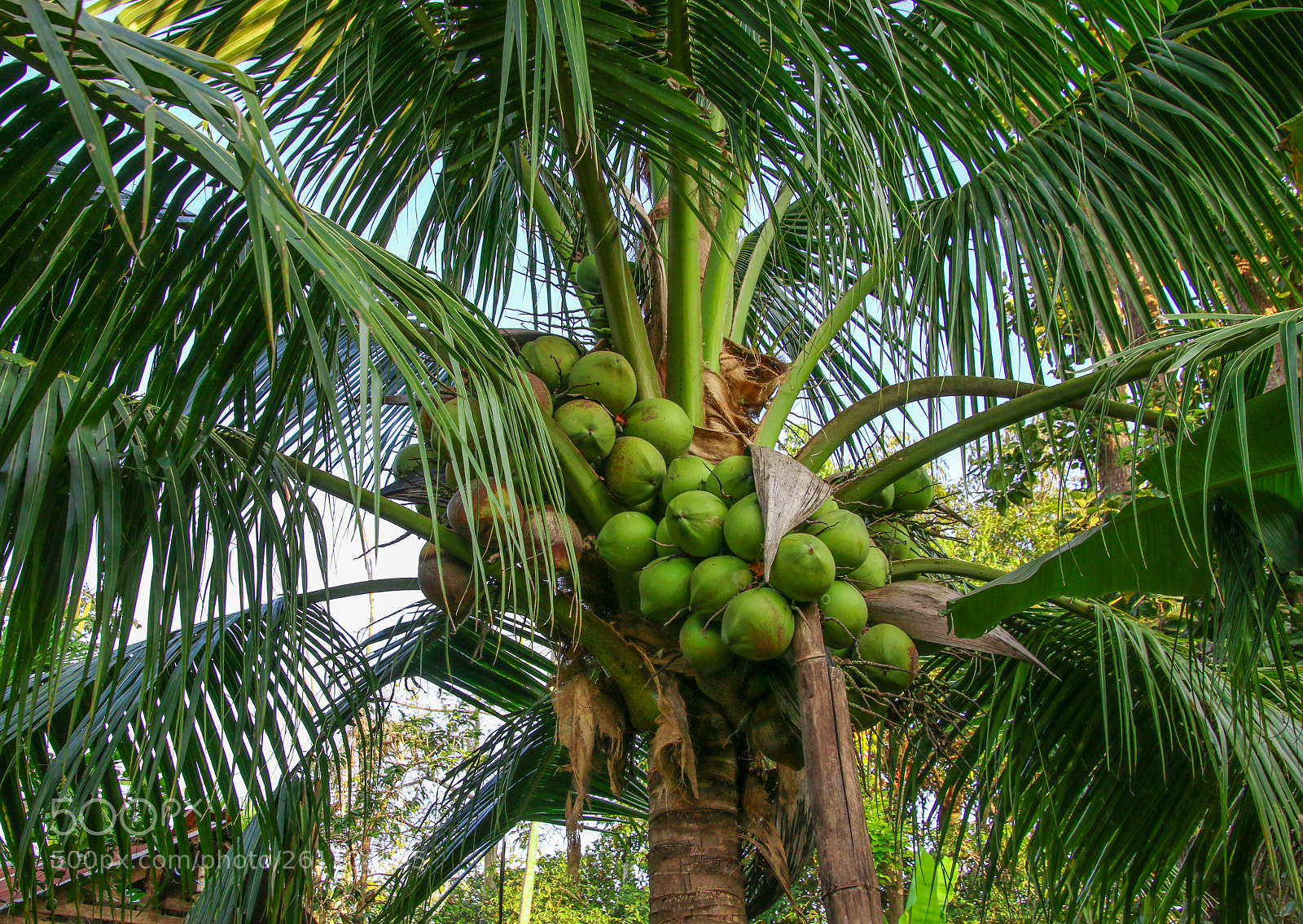 Canon EOS 70D sample photo. Sweet coconut tree with photography