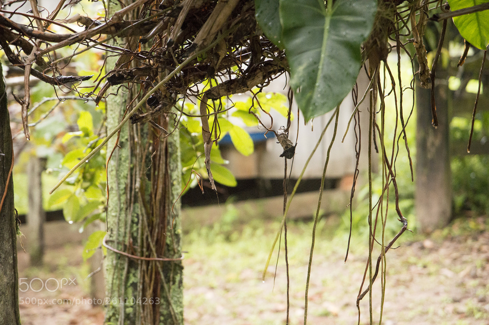 Nikon D3200 sample photo. Farm c photography