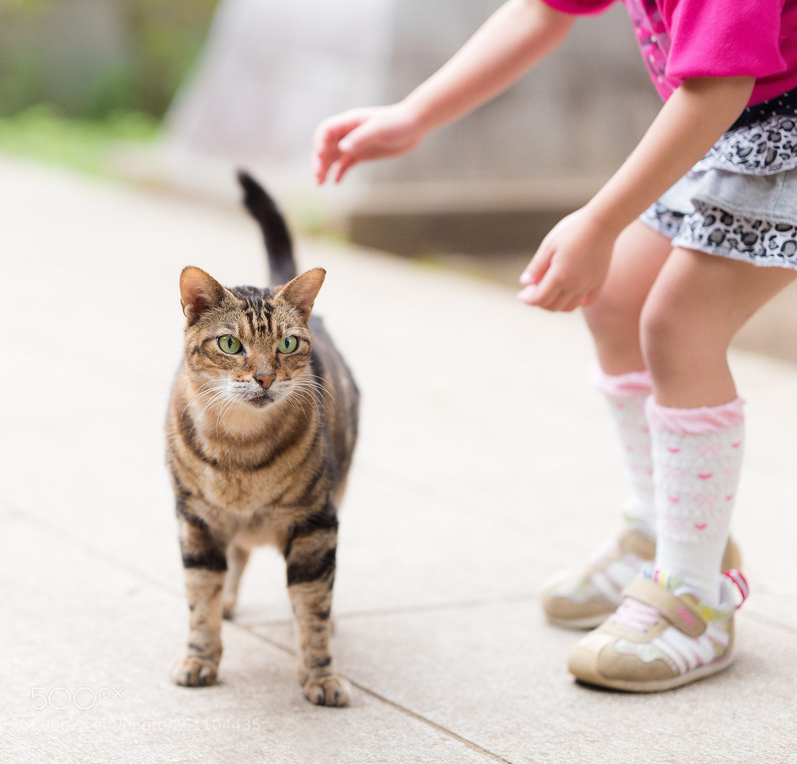 Nikon D810 sample photo. Cat ch me, if photography