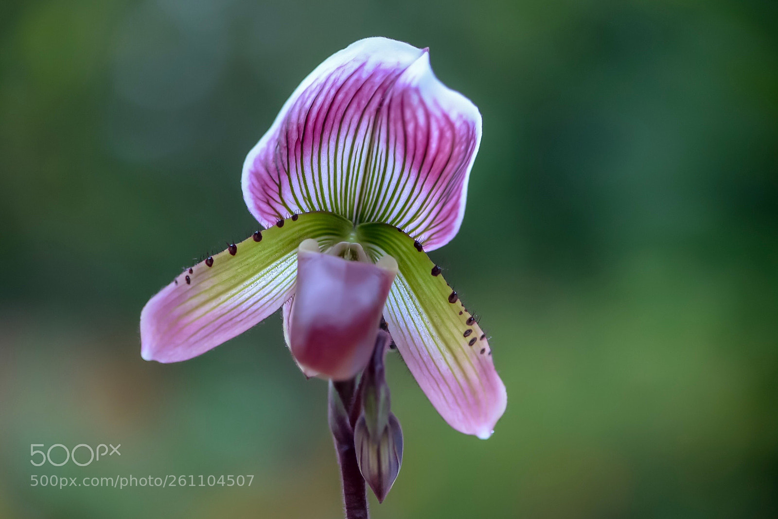 Nikon D610 sample photo. The esoteric beauty photography