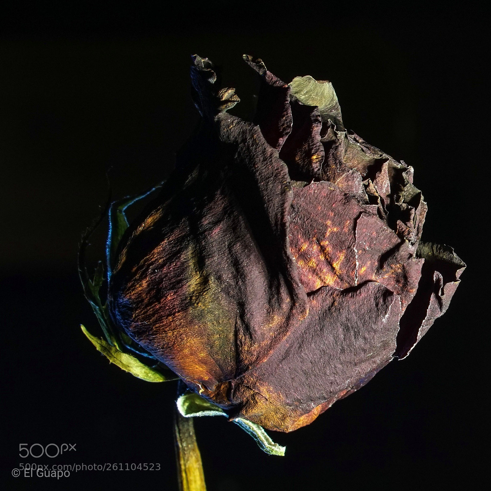 Sony a6000 sample photo. Red rose photography