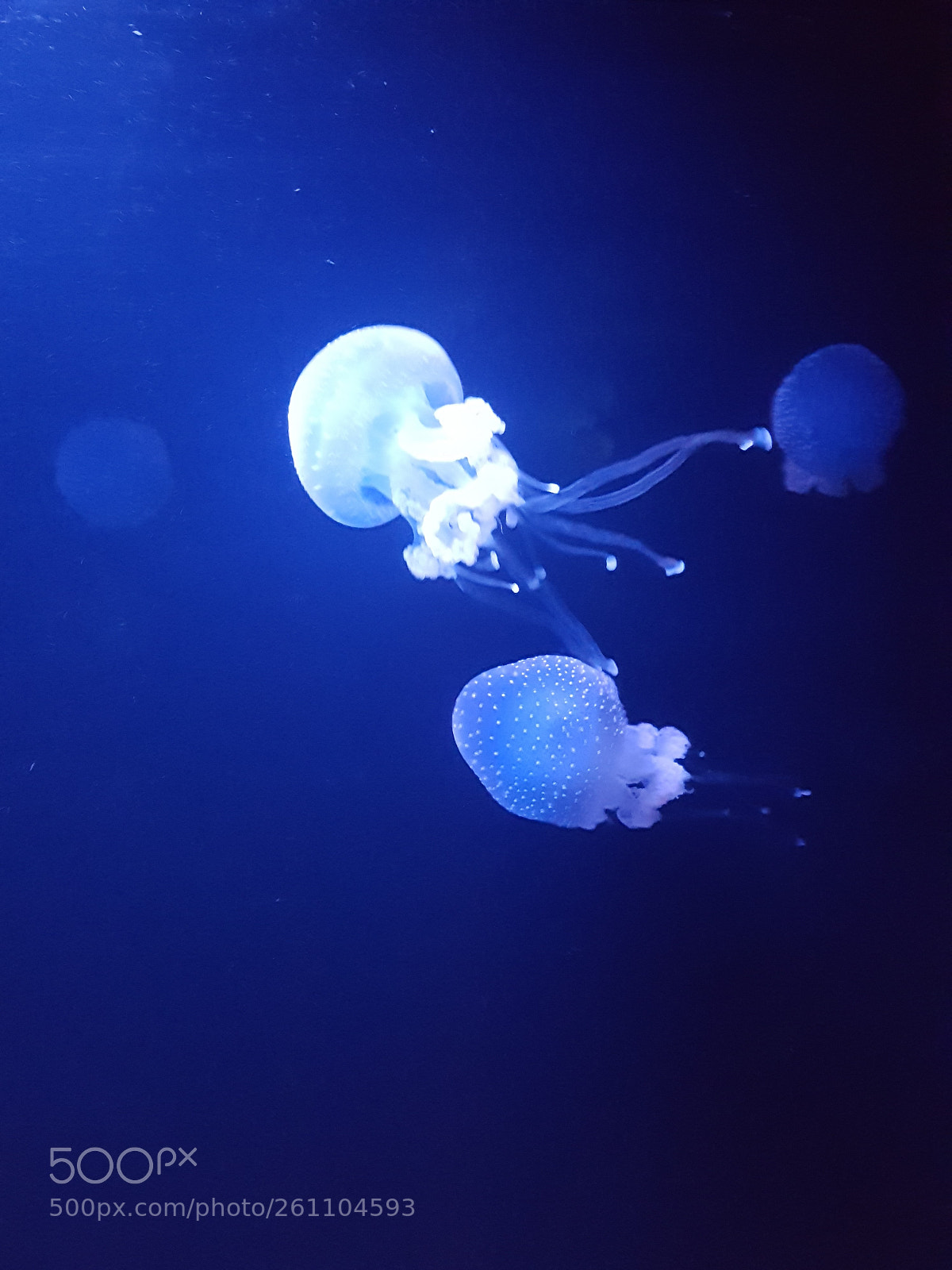 Samsung GALAXY S6 edge sample photo. Untitled photography