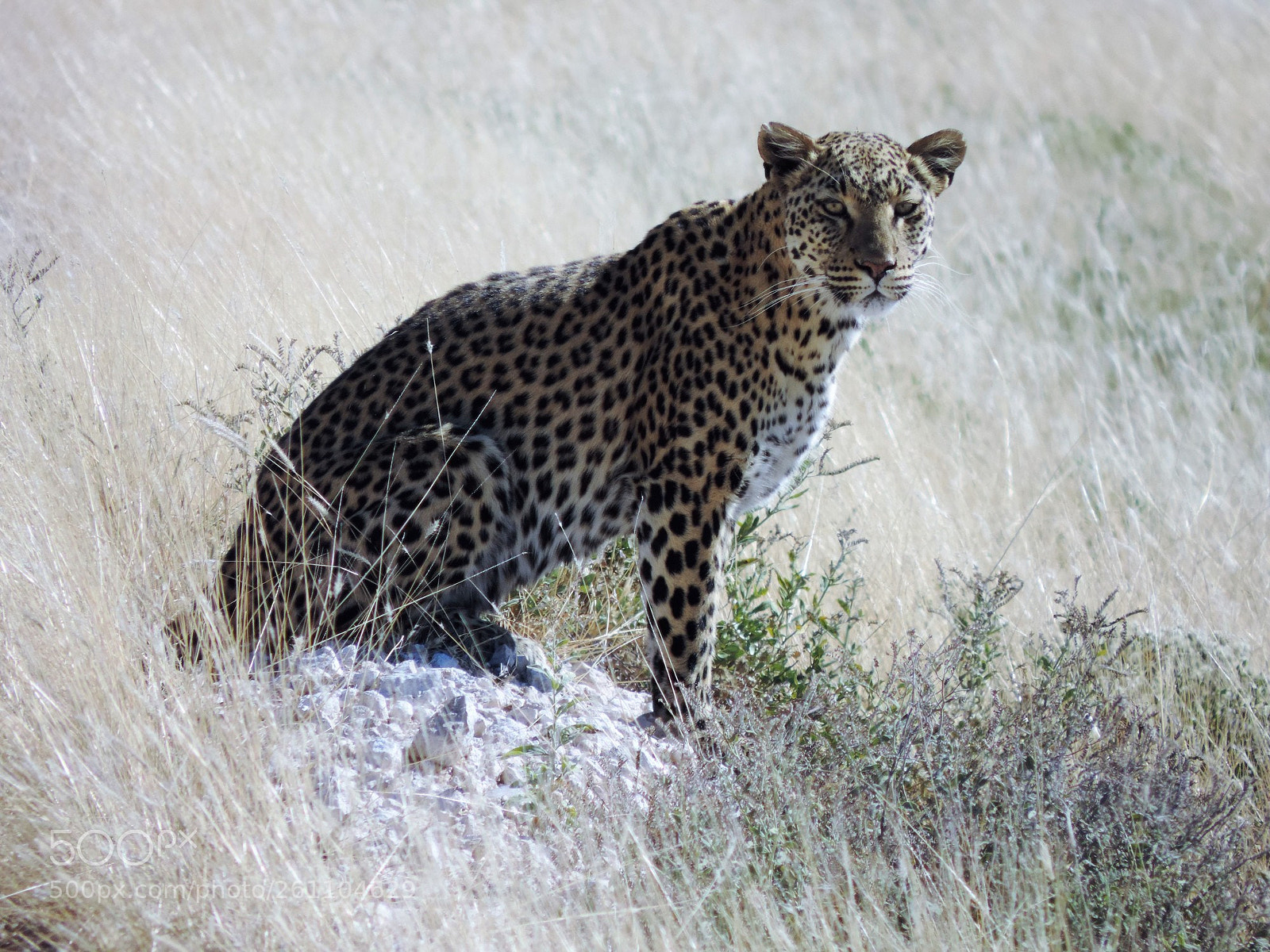 Nikon Coolpix P520 sample photo. Namibia parco etosha leopardo photography