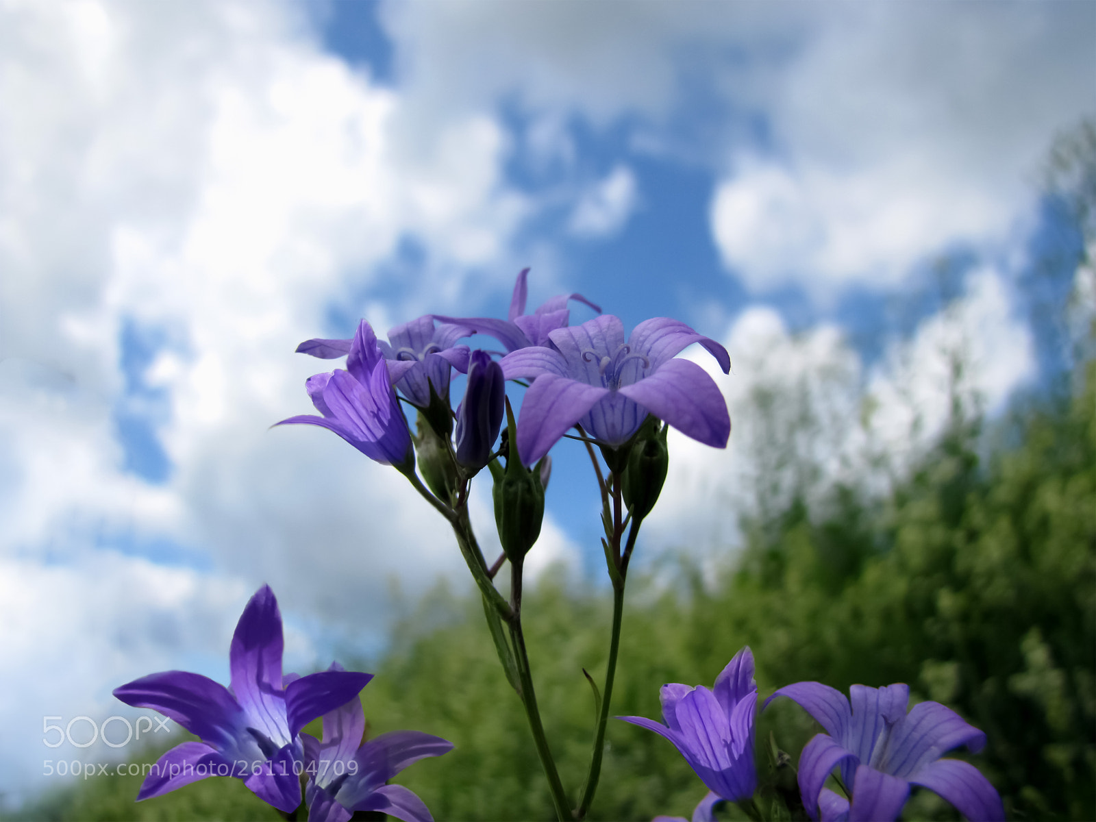 Canon PowerShot SX20 IS sample photo. Blue bells summer day photography
