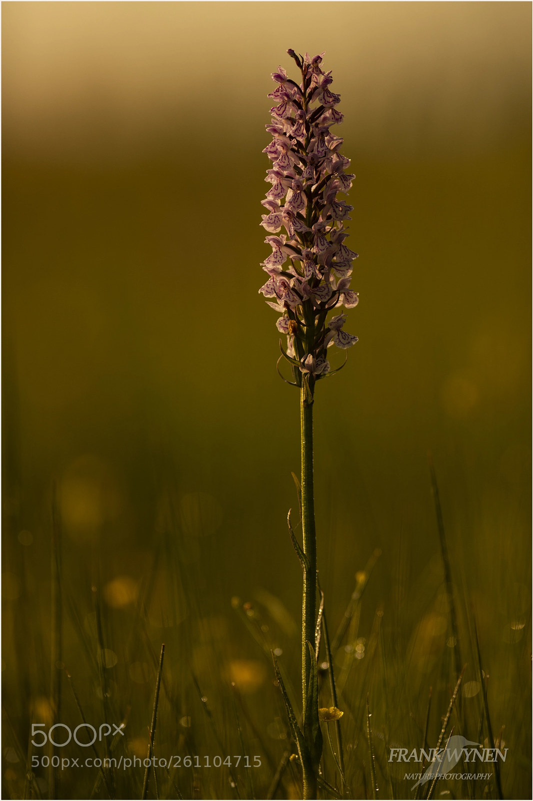 Nikon D850 sample photo. Wild orchid photography