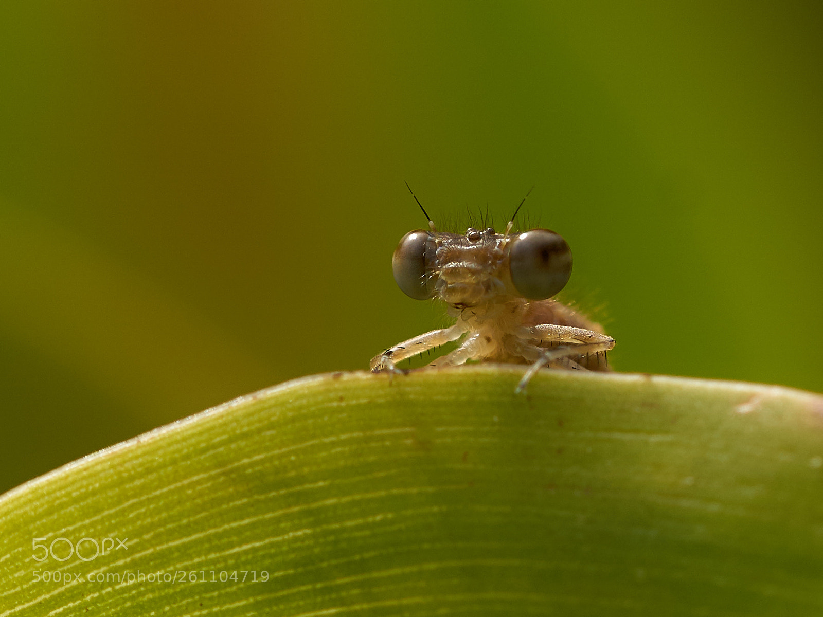 Sony ILCA-77M2 sample photo. Libelle photography