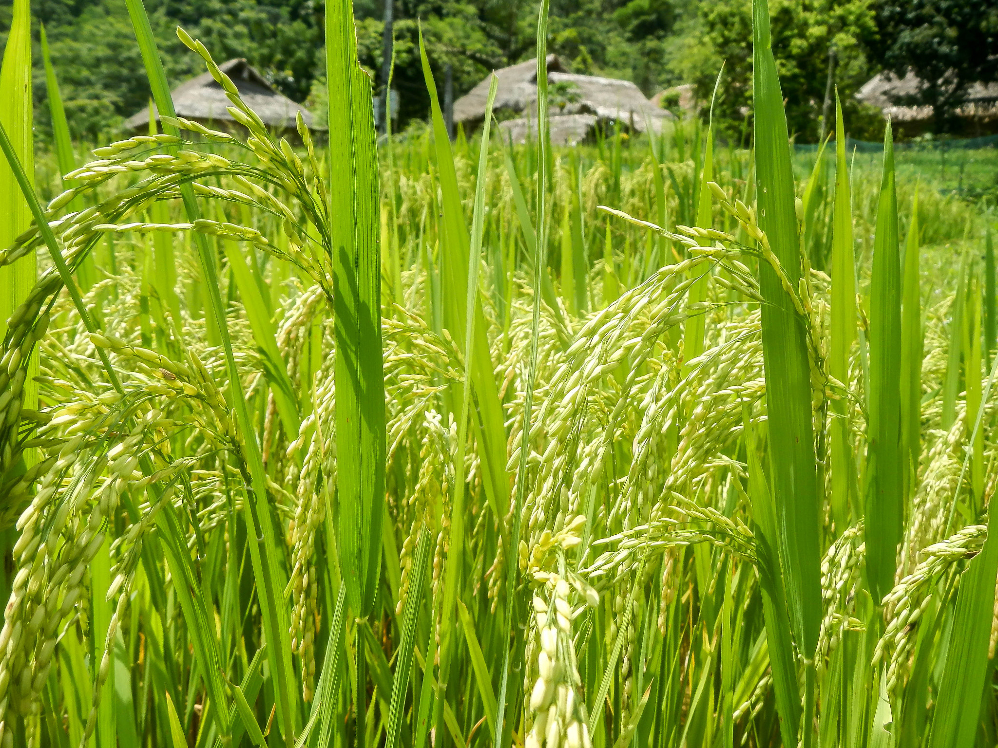 Nikon Coolpix AW100 sample photo. Rice is nice photography