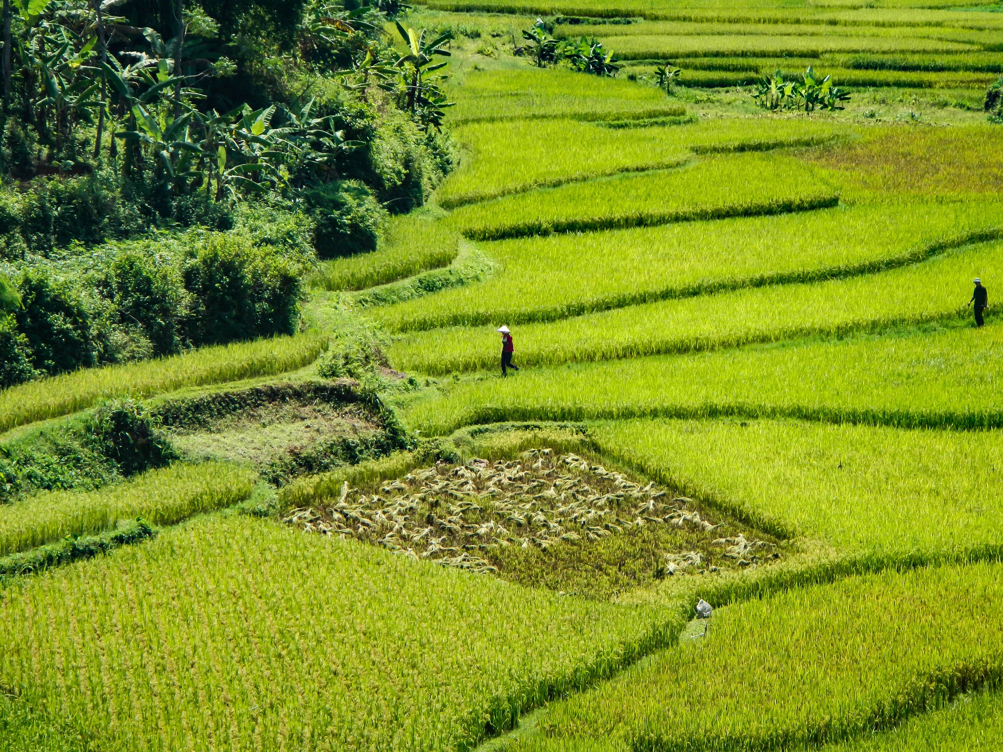 Nikon Coolpix AW100 sample photo. Quintessential vietnam photography