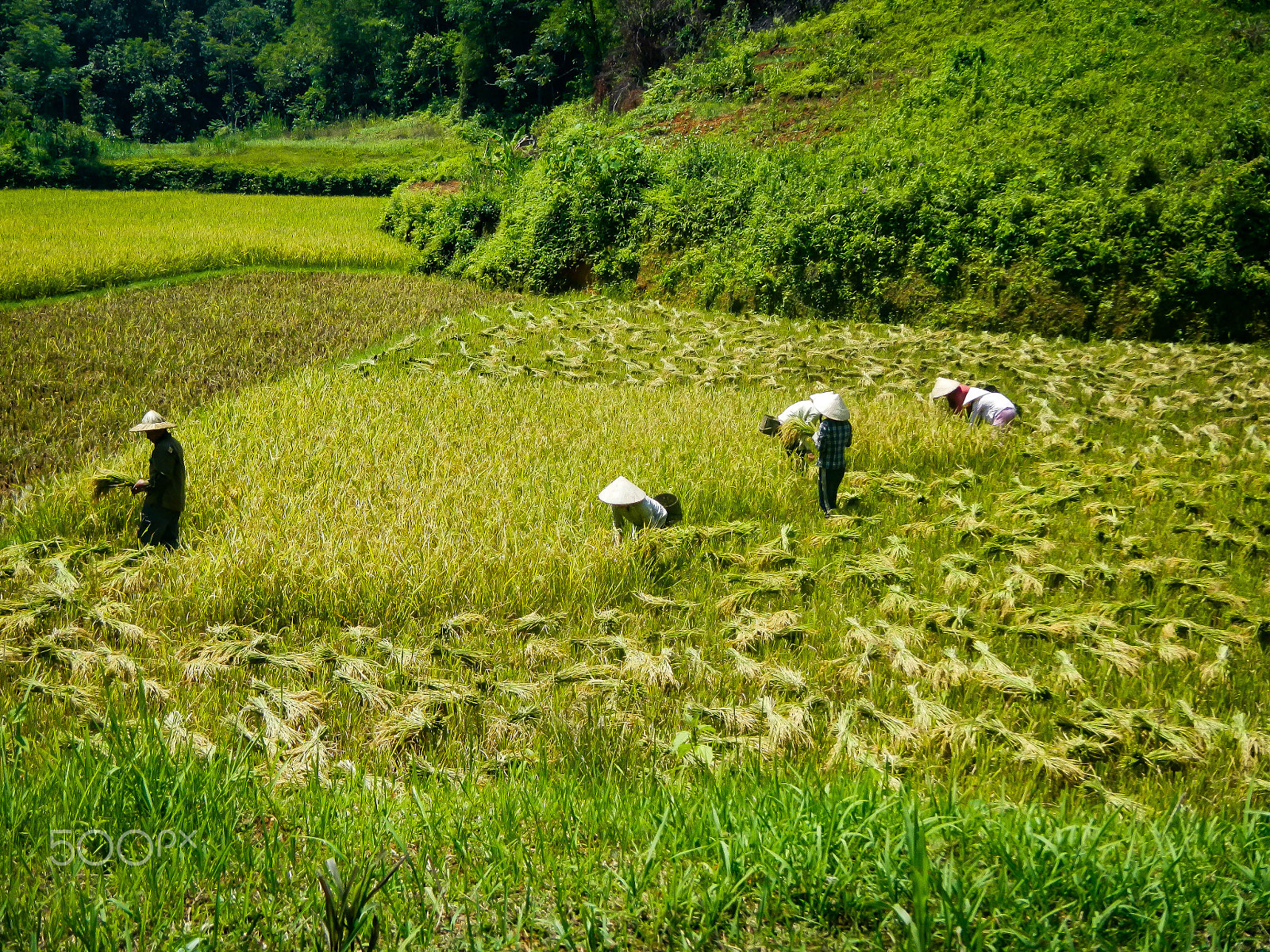 Nikon Coolpix AW100 sample photo. Rice harvest photography