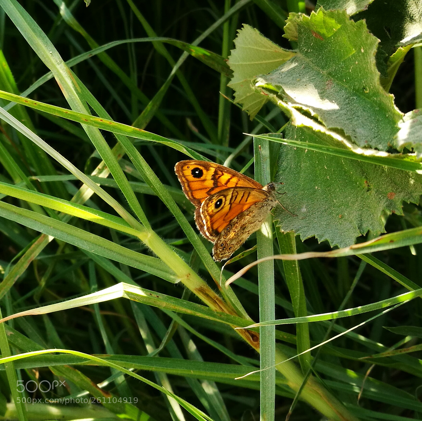 HUAWEI P9 sample photo. Butterfly photography