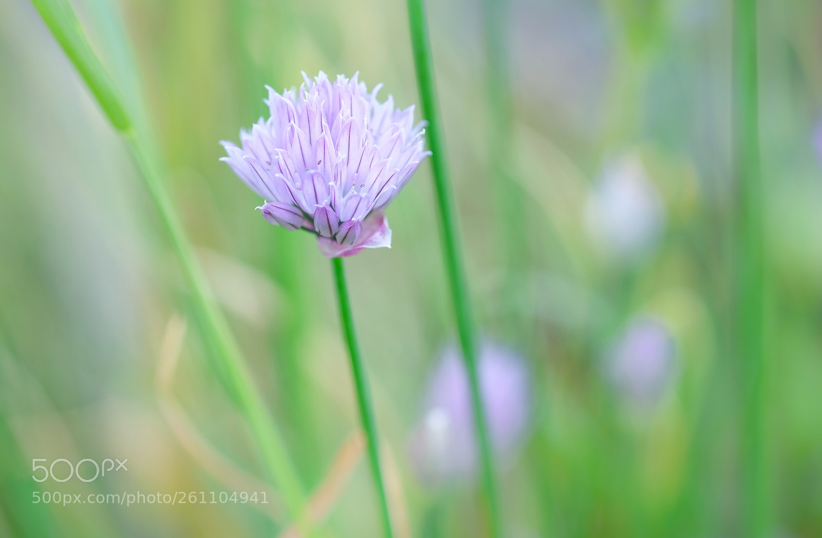 Fujifilm X-T2 sample photo. Ciboulette / chive photography