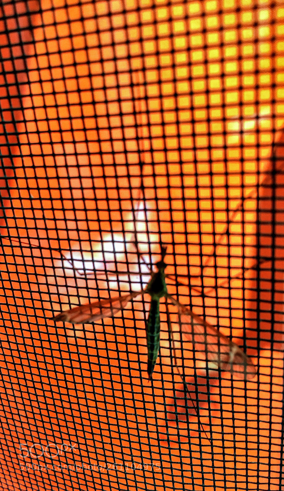 Apple iPhone 6 sample photo. Siatka czasoprzestrzeni photography