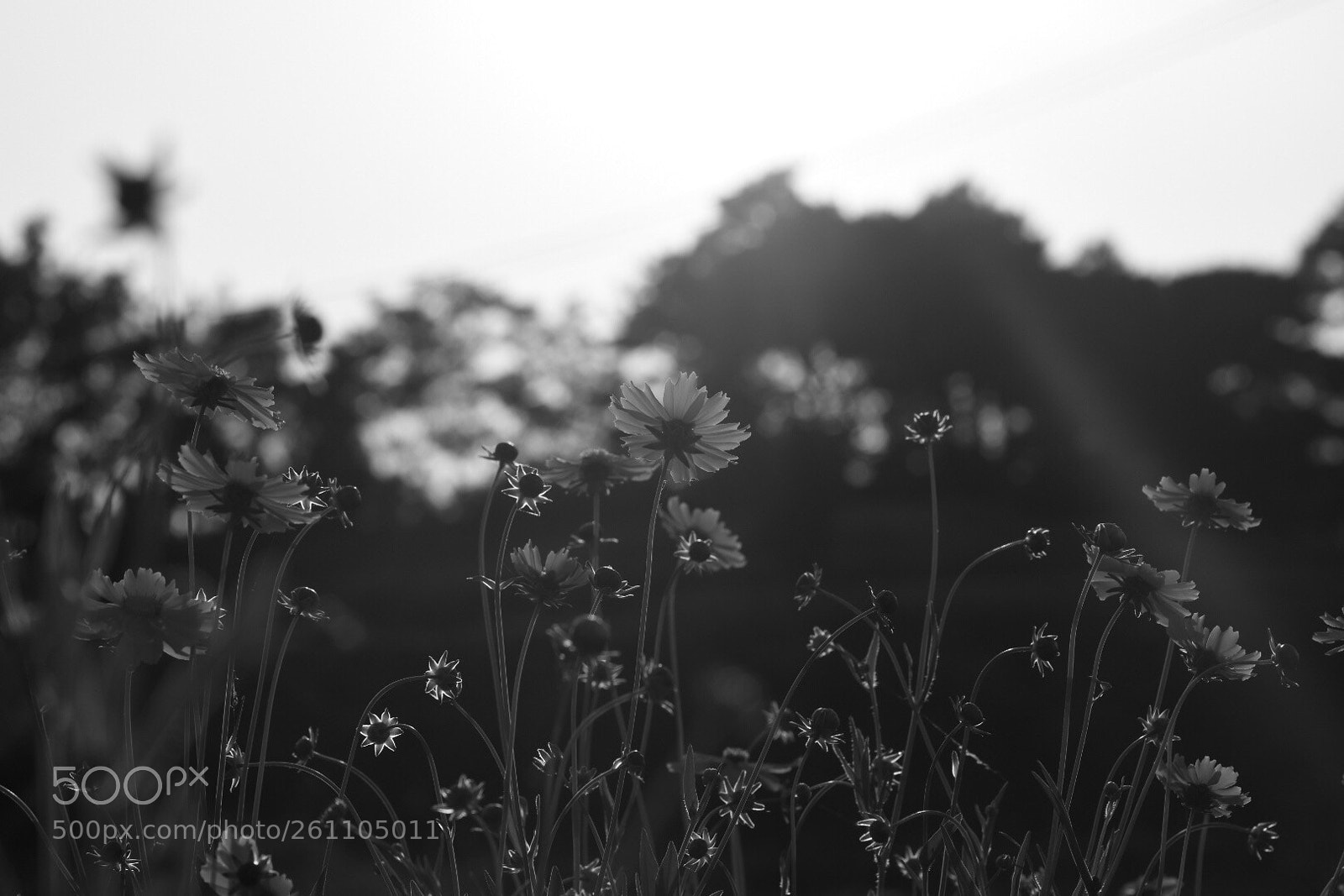 Nikon D7200 sample photo. Untitled photography