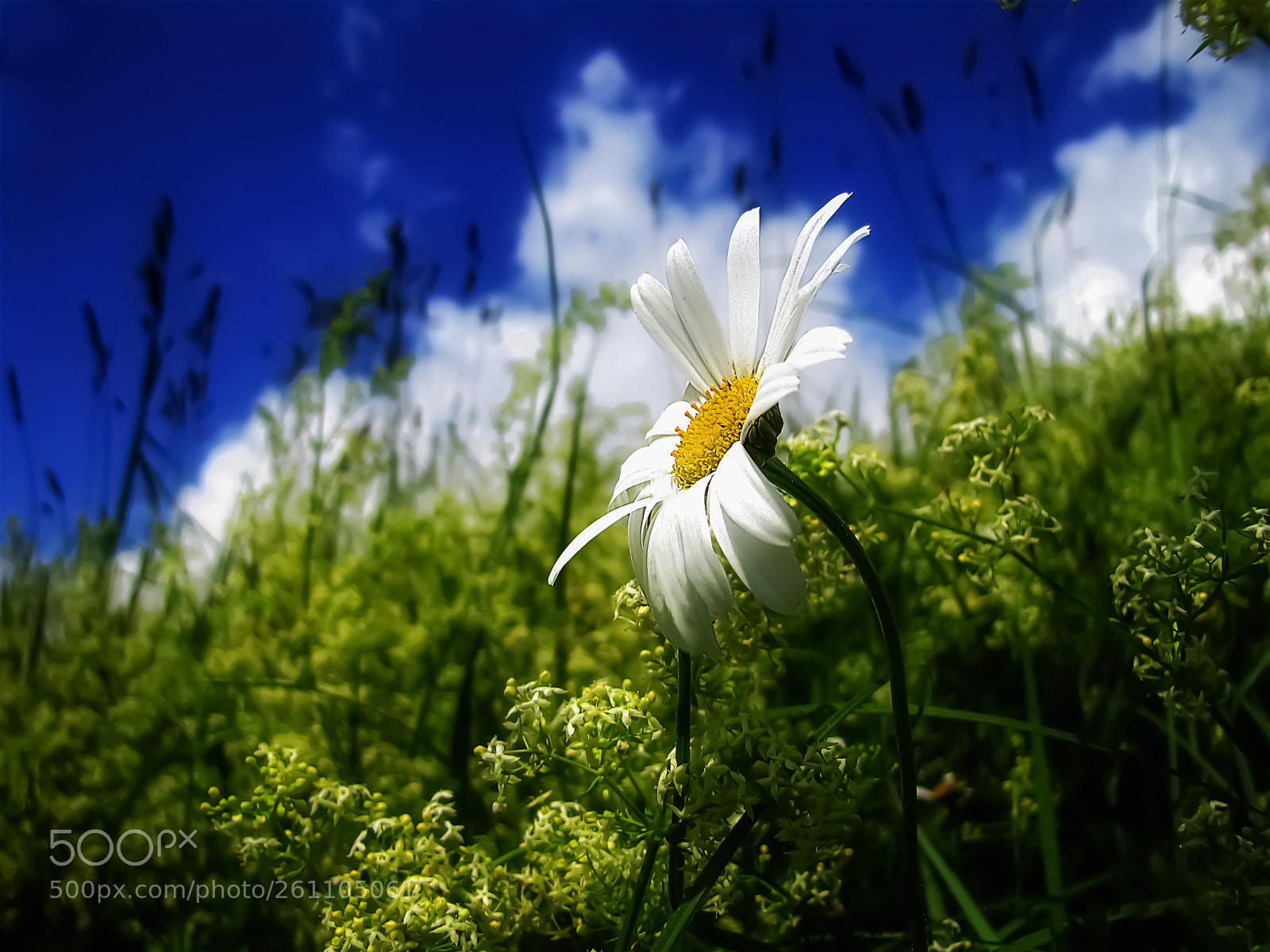 Canon PowerShot SX20 IS sample photo. One white daisy photography