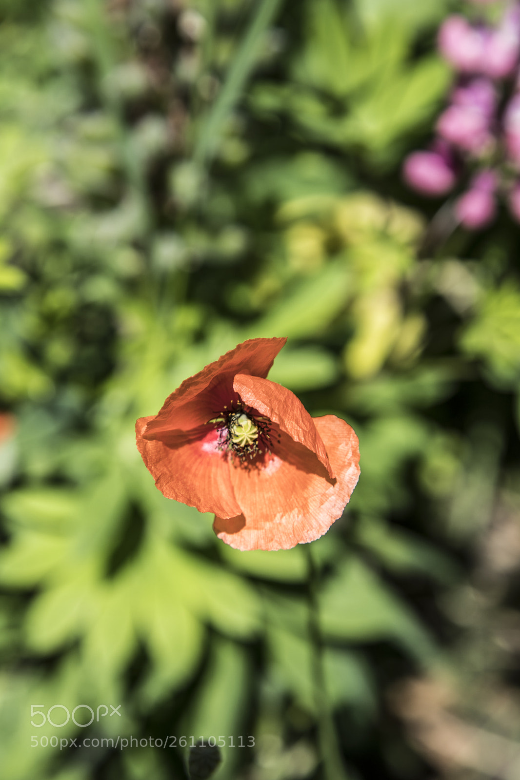 Canon EOS 6D Mark II sample photo. Flowers in the garden photography