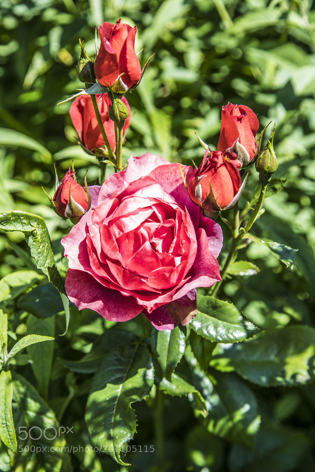 Canon EOS 6D Mark II sample photo. Flowers in the garden photography