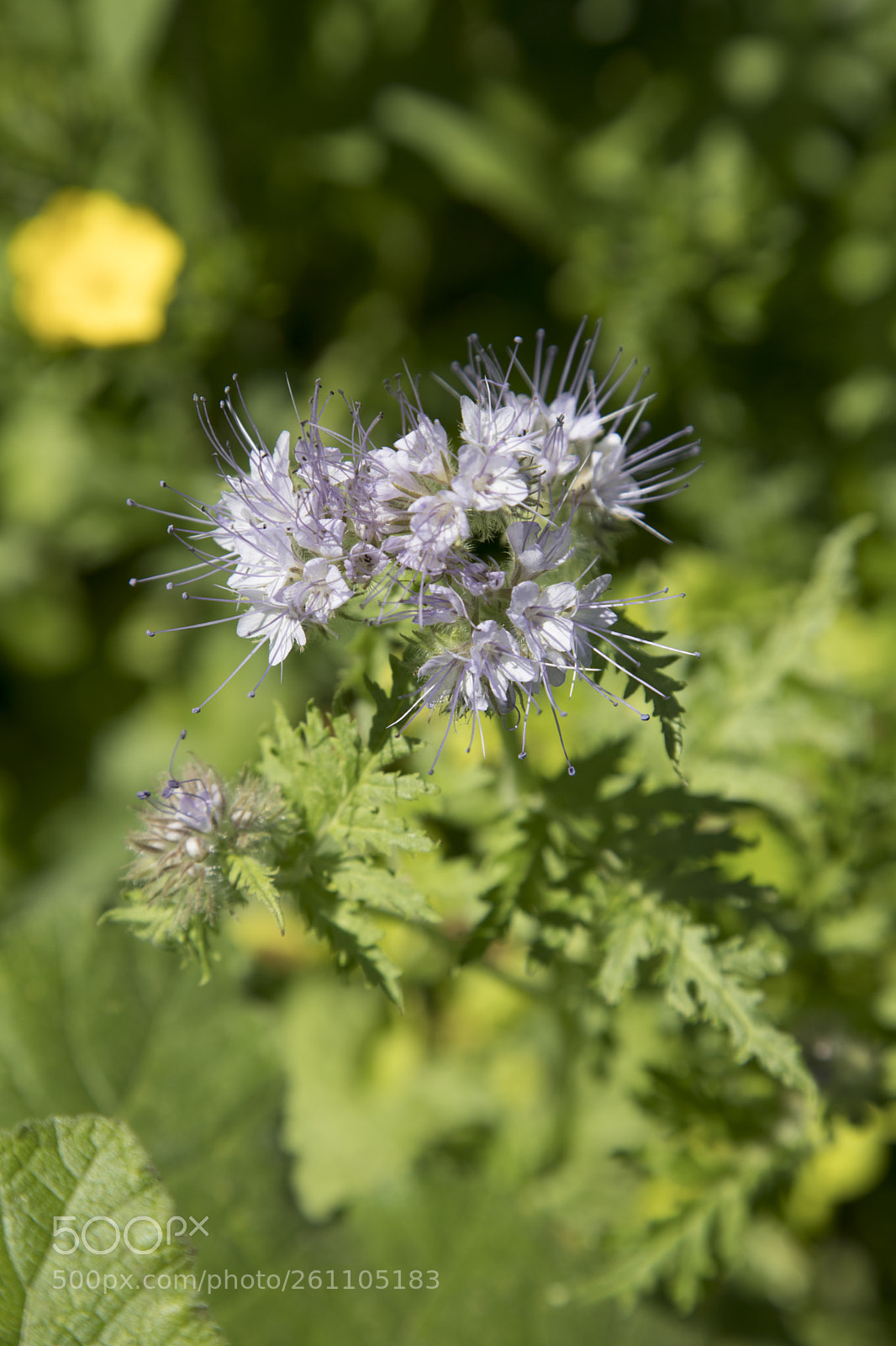Canon EOS 6D Mark II sample photo. Flowers in the garden photography