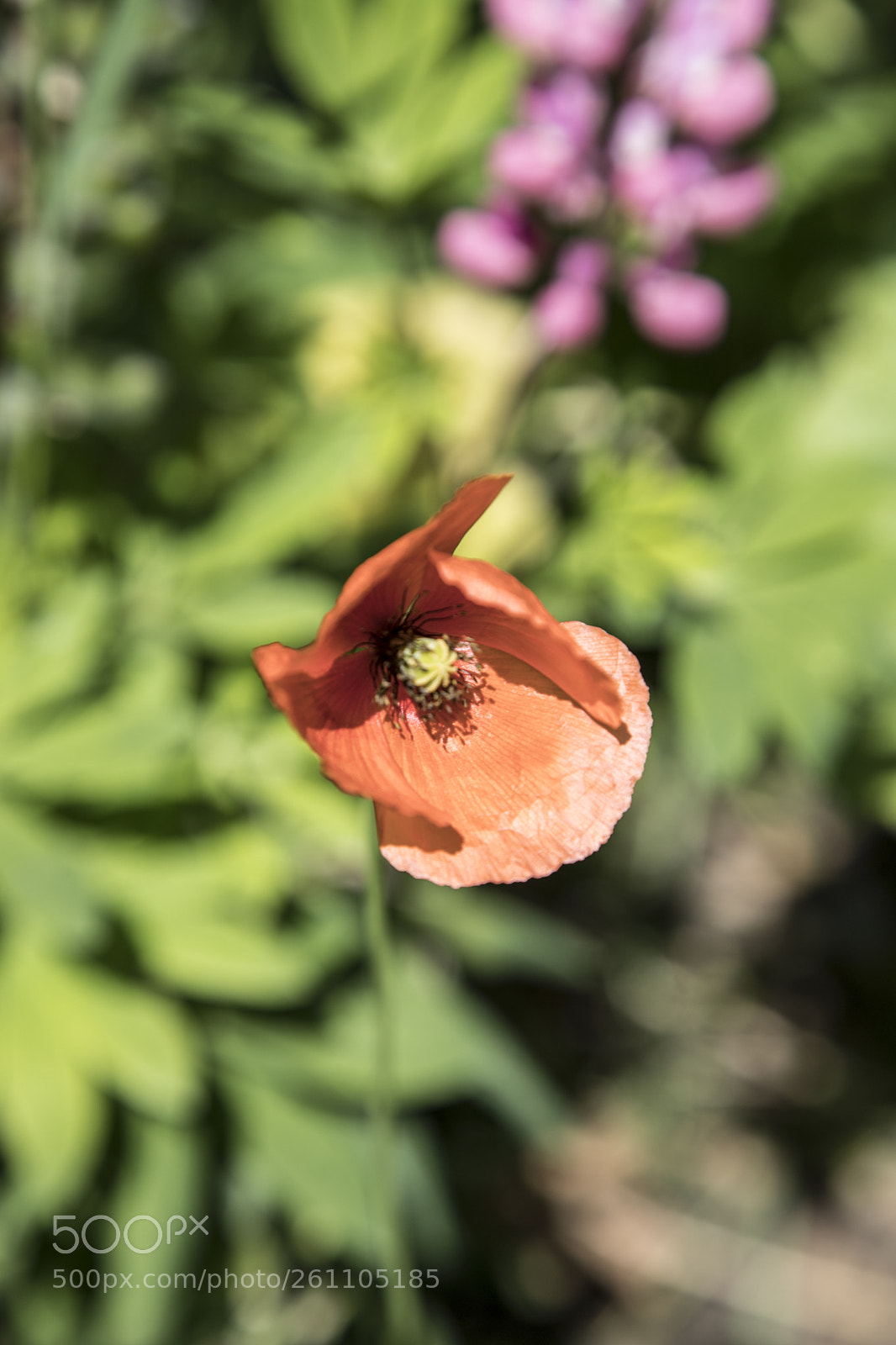 Canon EOS 6D Mark II sample photo. Flowers in the garden photography