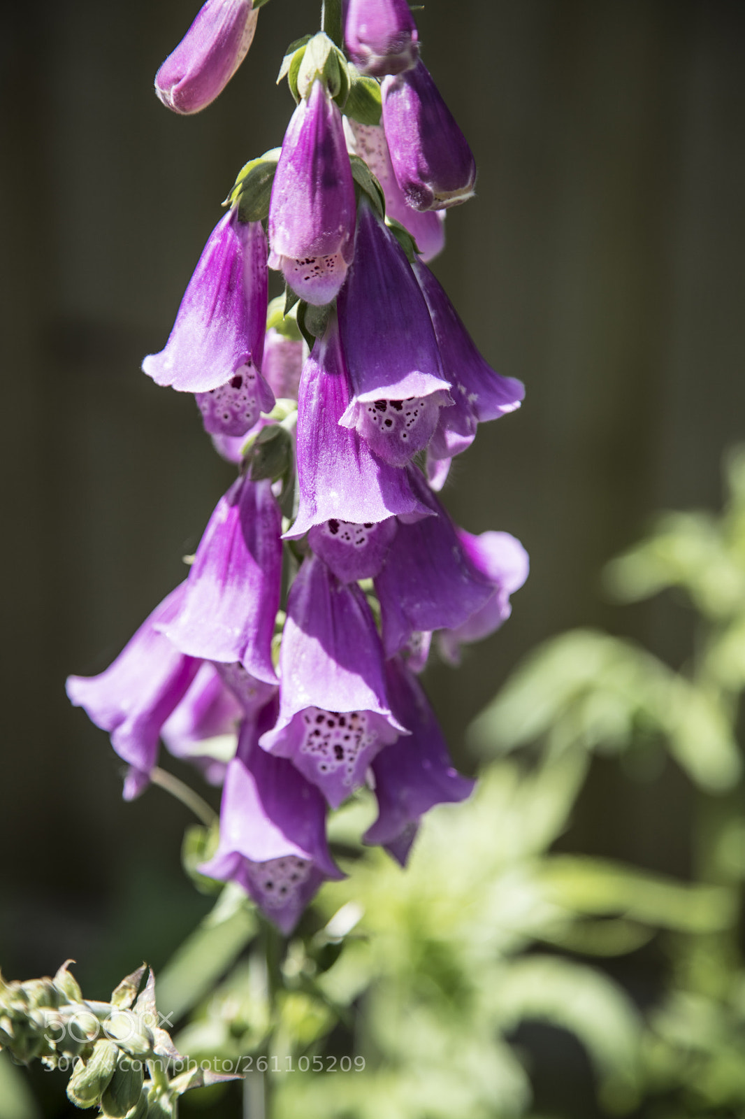 Canon EOS 6D Mark II sample photo. Flowers in the garden photography