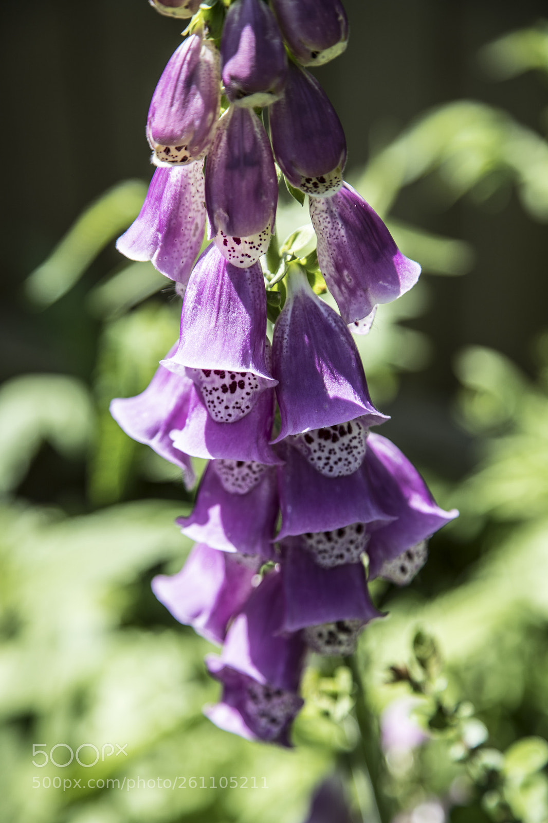 Canon EOS 6D Mark II sample photo. Flowers in the garden photography