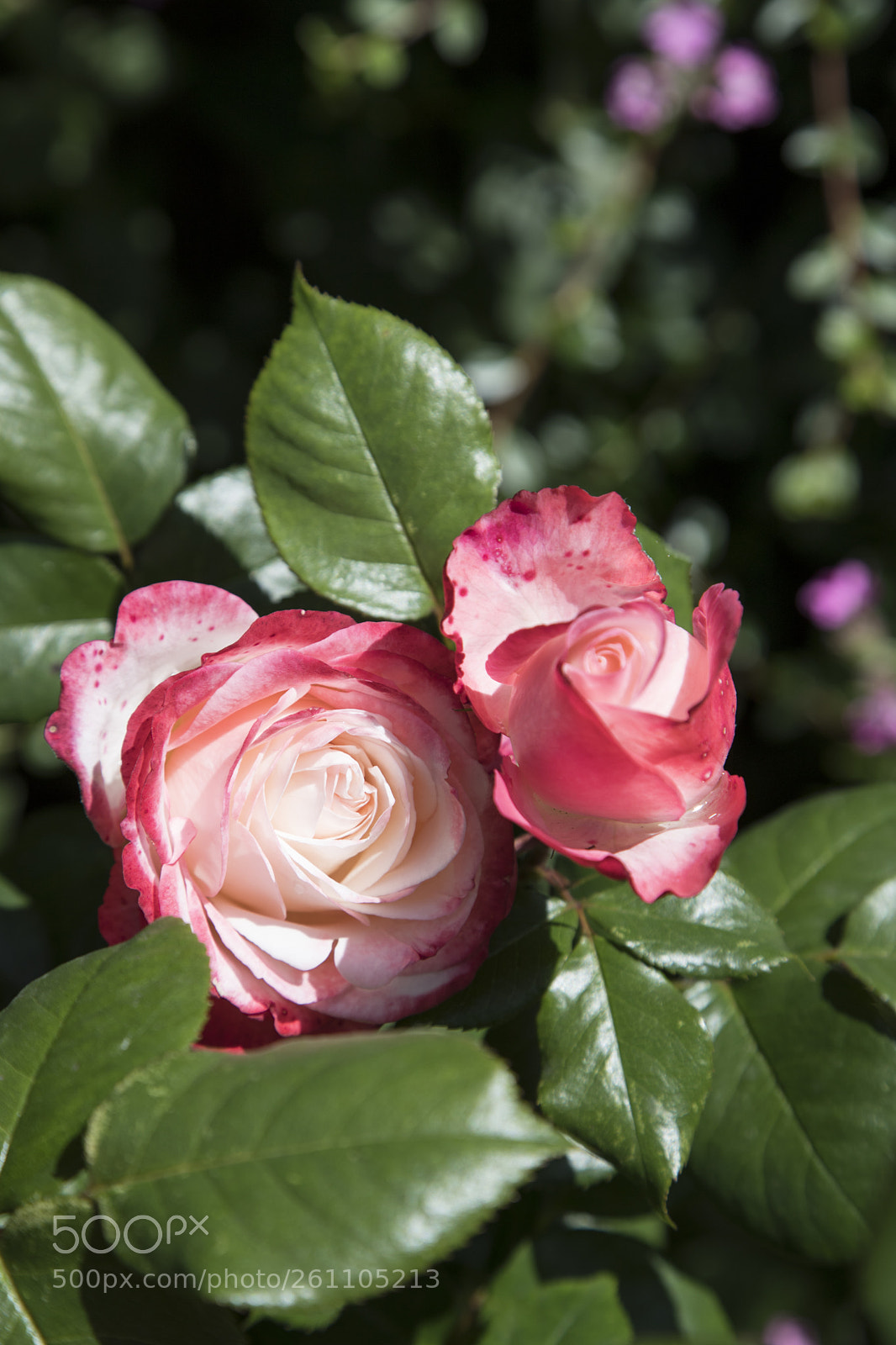 Canon EOS 6D Mark II sample photo. Flowers in the garden photography