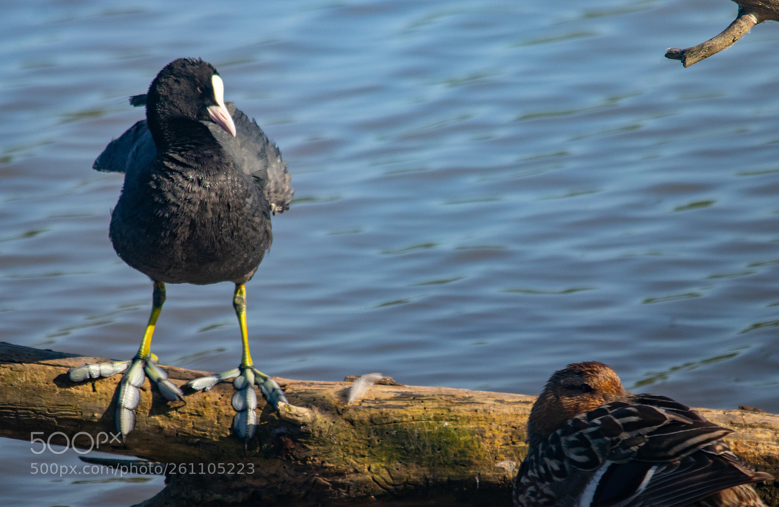 Canon EOS 80D sample photo. The bird chunk photography