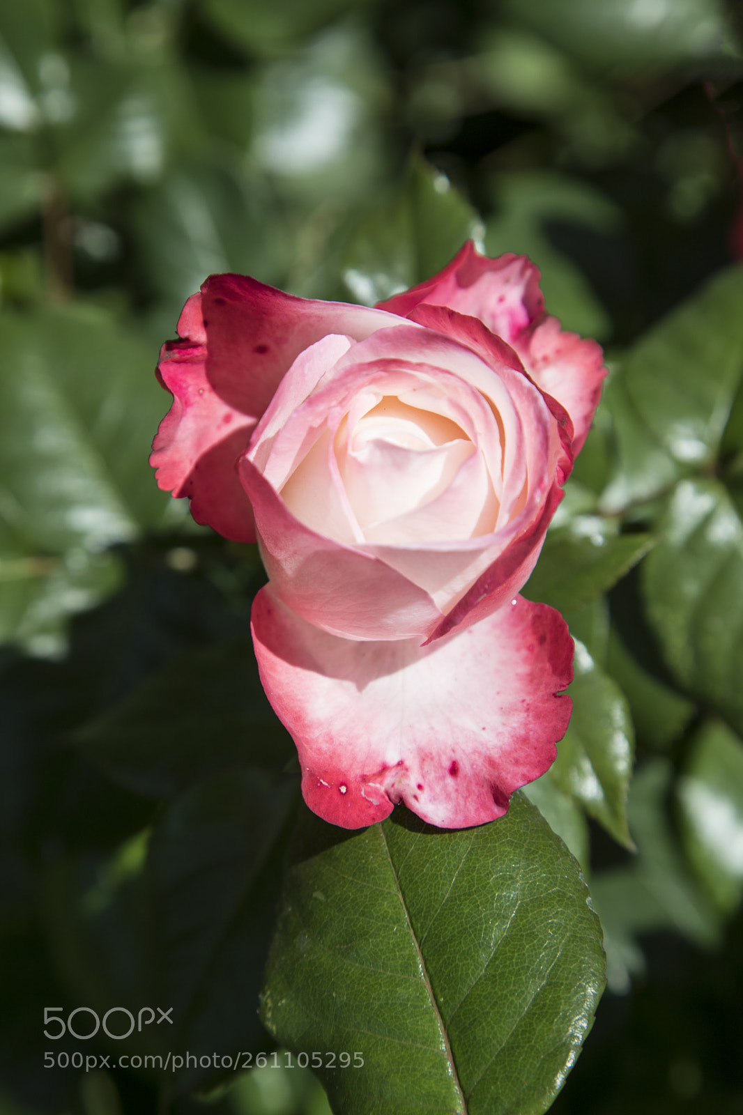 Canon EOS 6D Mark II sample photo. Flowers in the garden photography