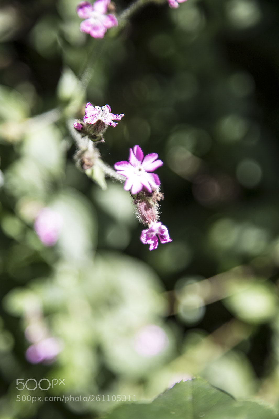 Canon EOS 6D Mark II sample photo. Flowers in the garden photography
