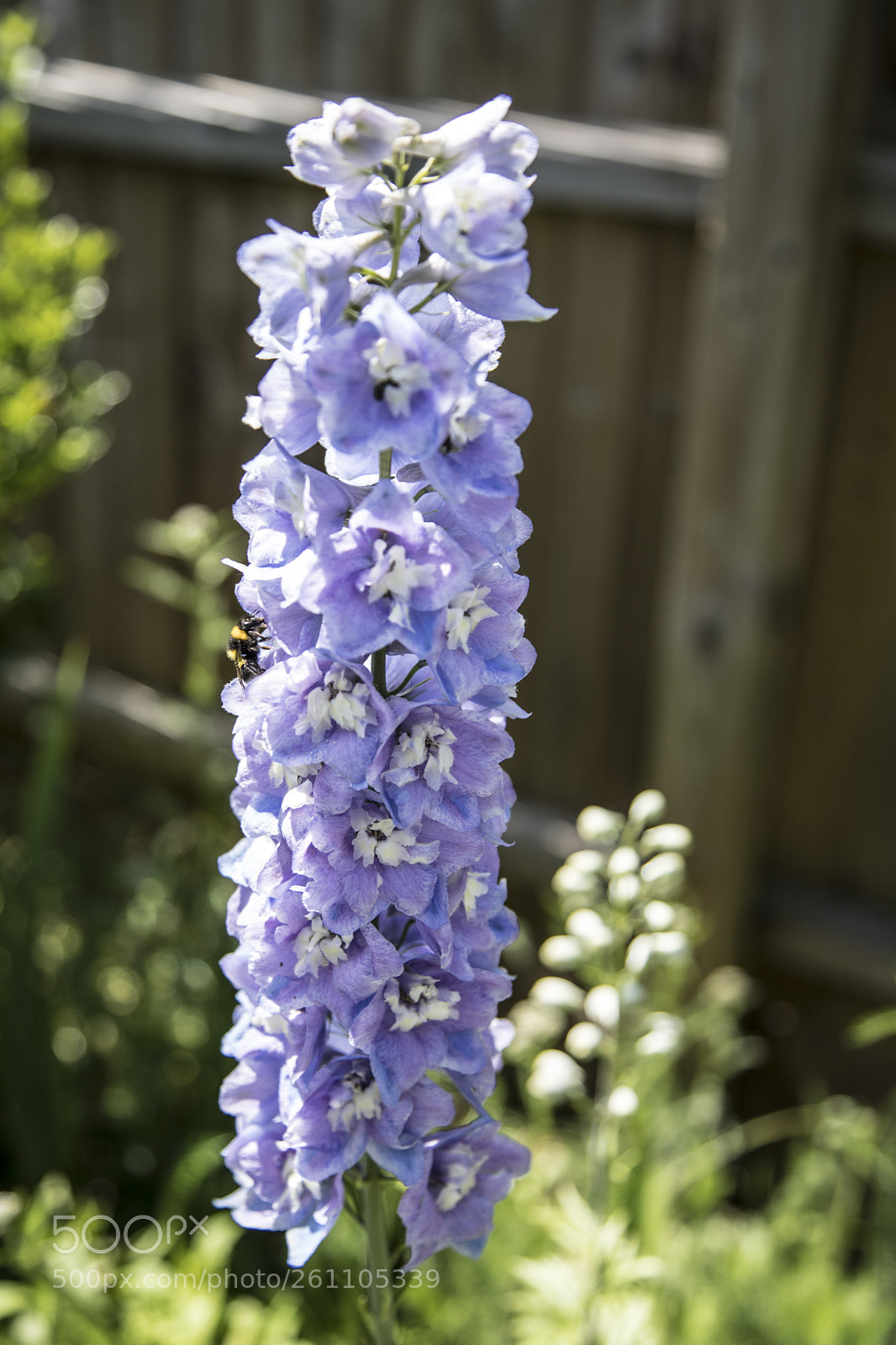 Canon EOS 6D Mark II sample photo. Flowers in the garden photography