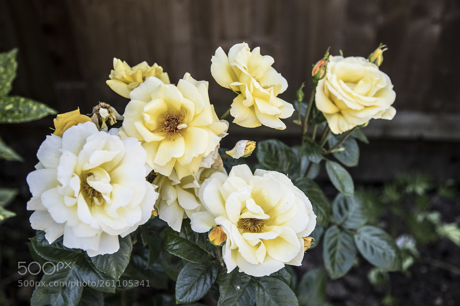 Canon EOS 6D Mark II sample photo. Flowers in the garden photography