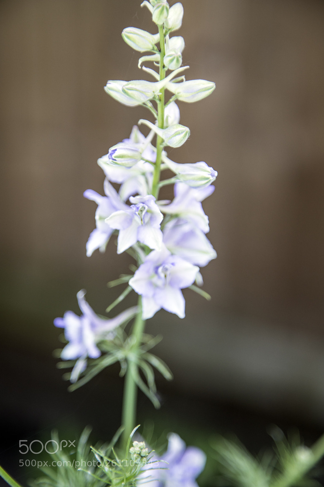 Canon EOS 6D Mark II sample photo. Flowers in the garden photography