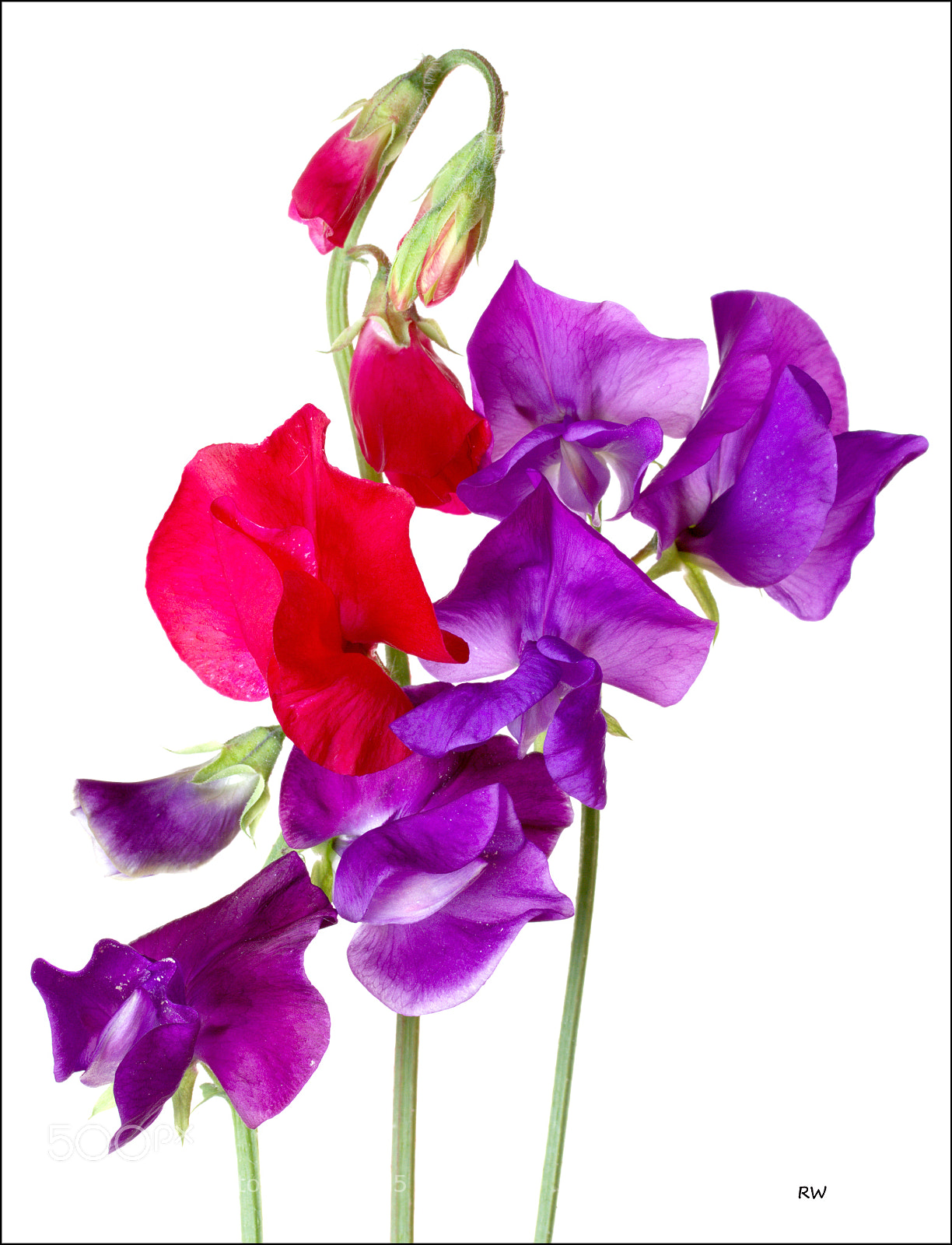 Canon EOS 7D sample photo. Sweet pea photography