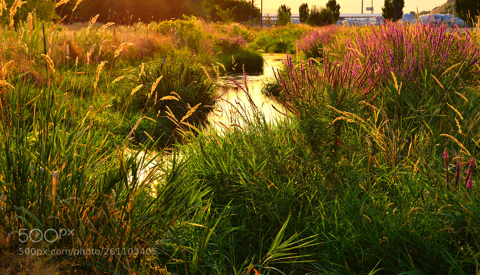 Nikon D5100 sample photo. Morning by the stream photography