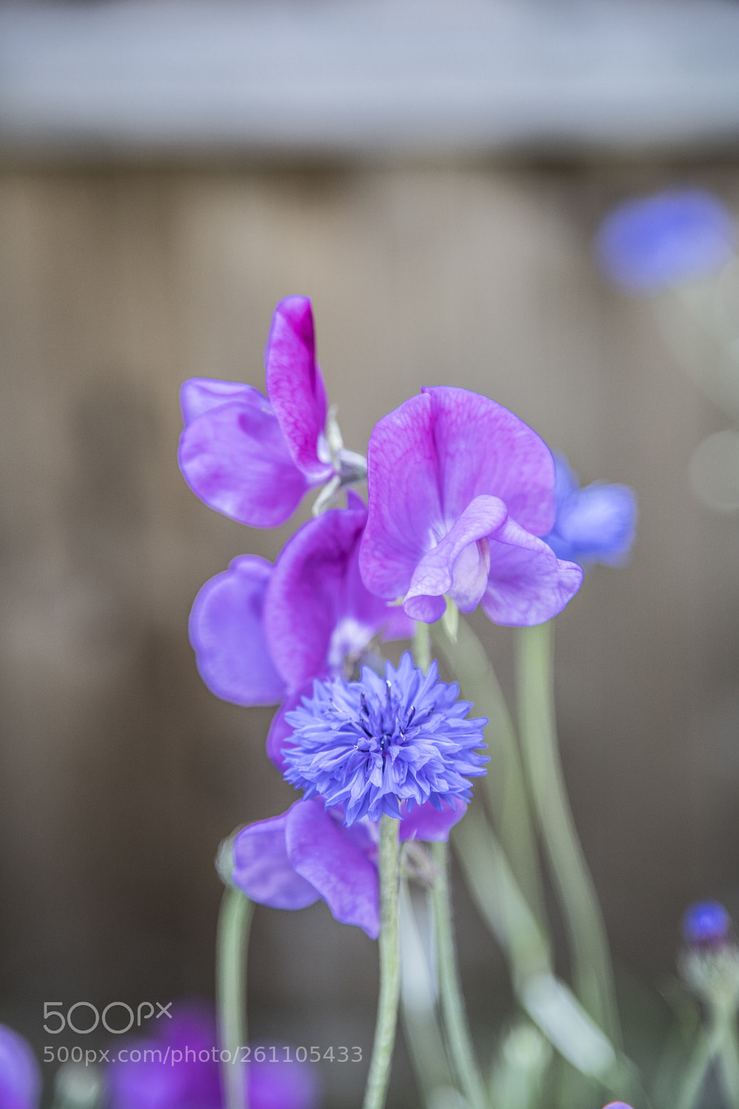 Canon EOS 6D Mark II sample photo. Flowers in the garden photography
