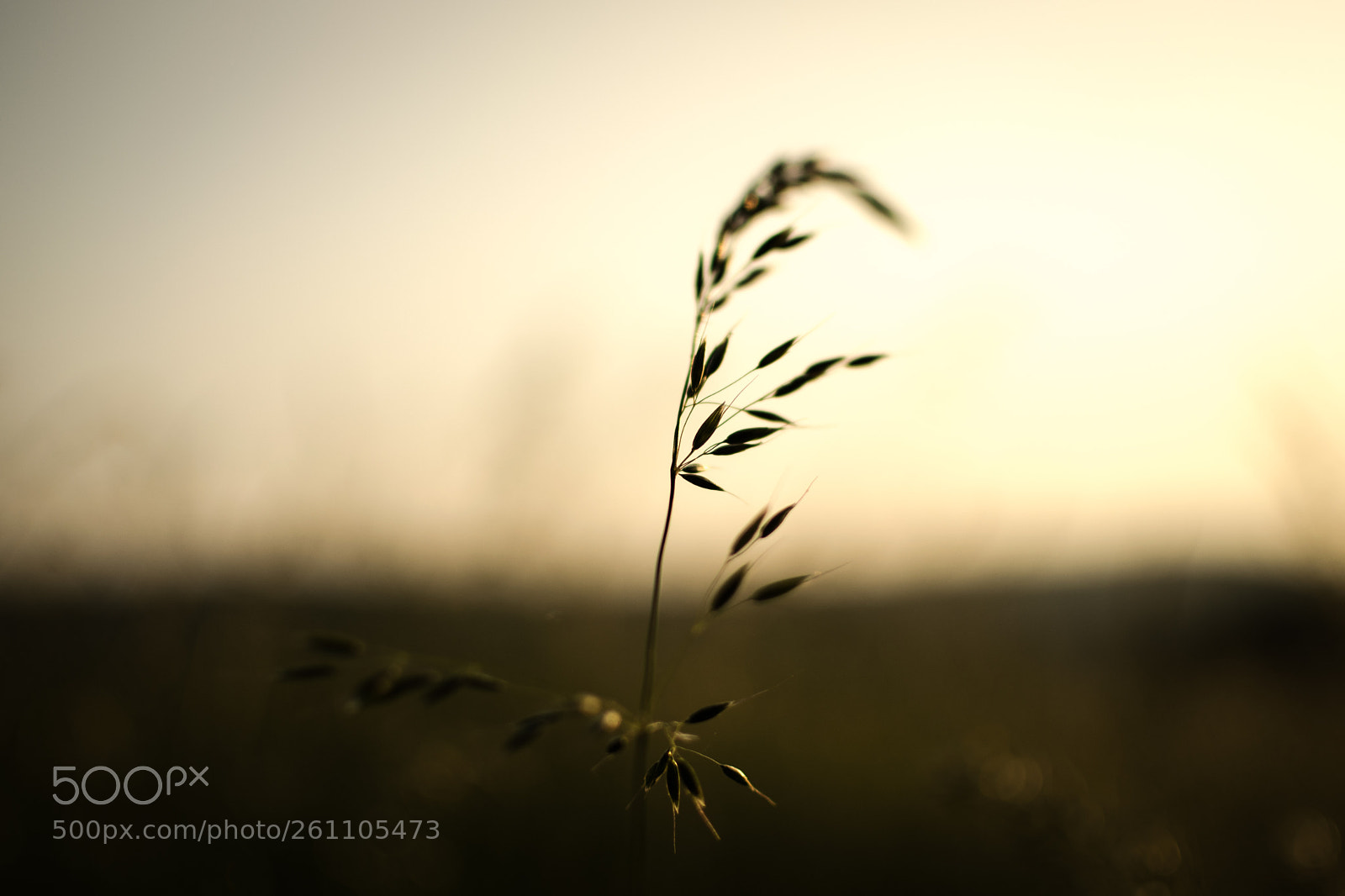 Nikon D5300 sample photo. Solitude photography