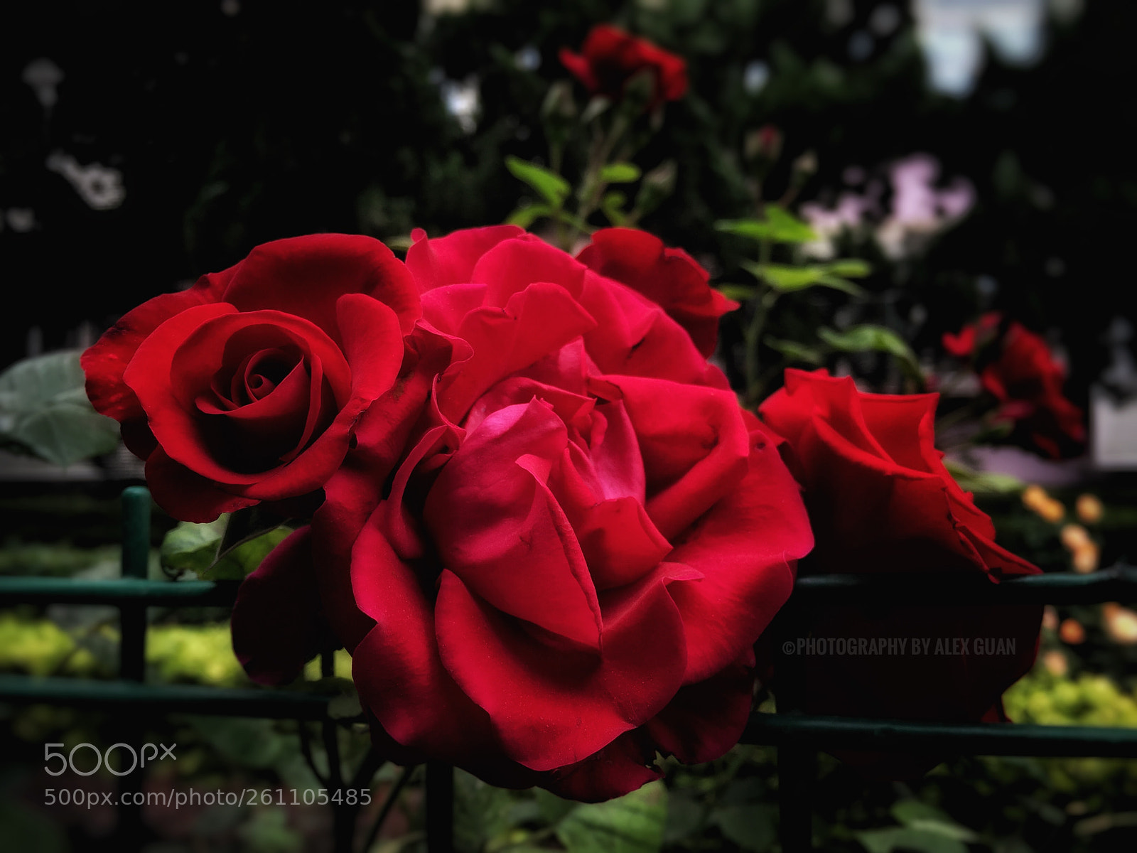 Apple iPhone 6 Plus sample photo. Roses photography