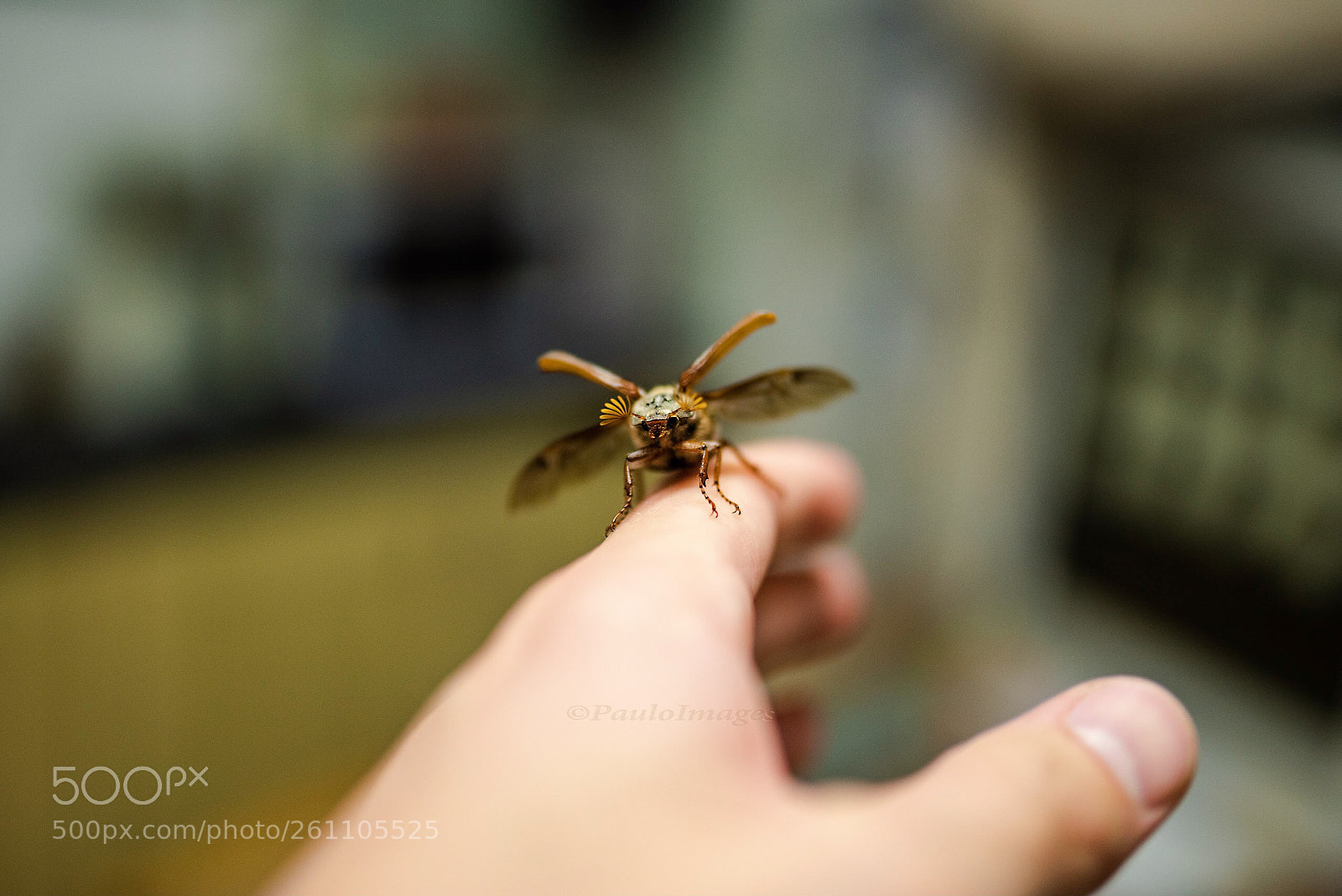 Nikon D810 sample photo. A may bug paid photography