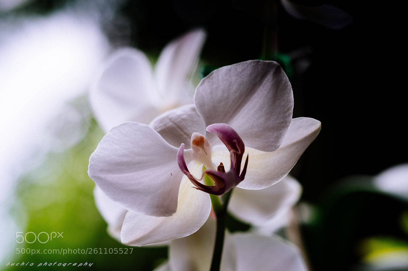 Olympus OM-D E-M1 Mark II sample photo. Orchid photography