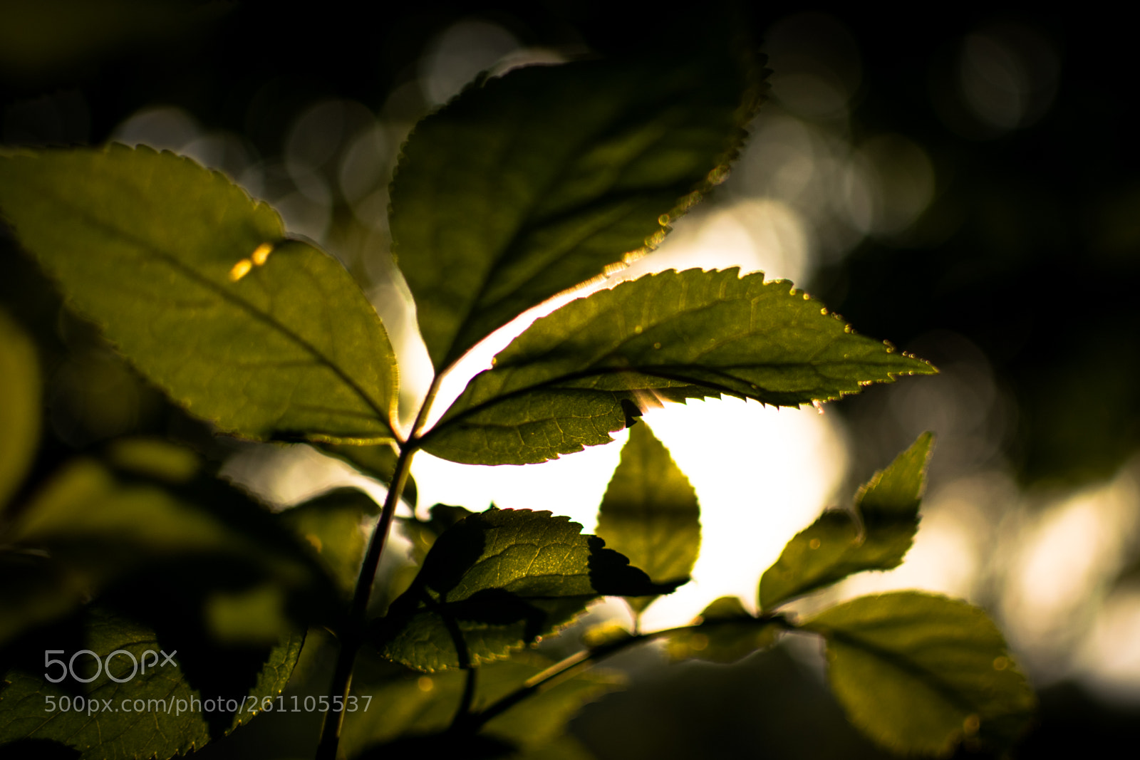 Nikon D5300 sample photo. Light photography