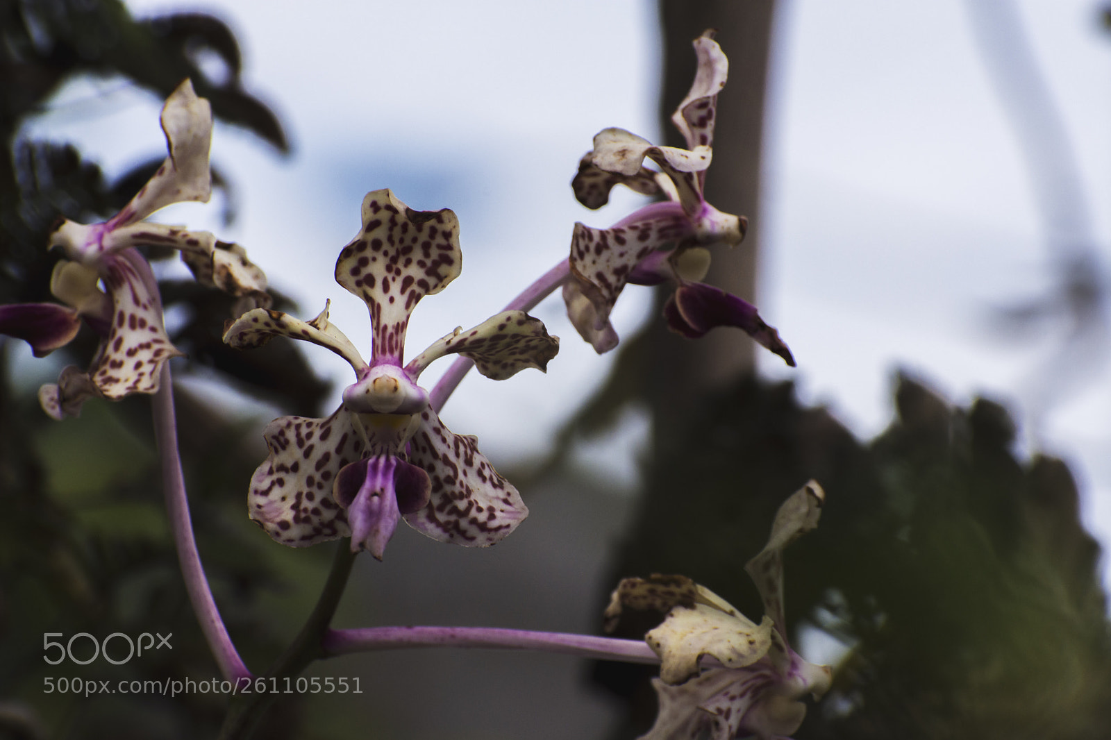 Nikon D7200 sample photo. Orchid photography