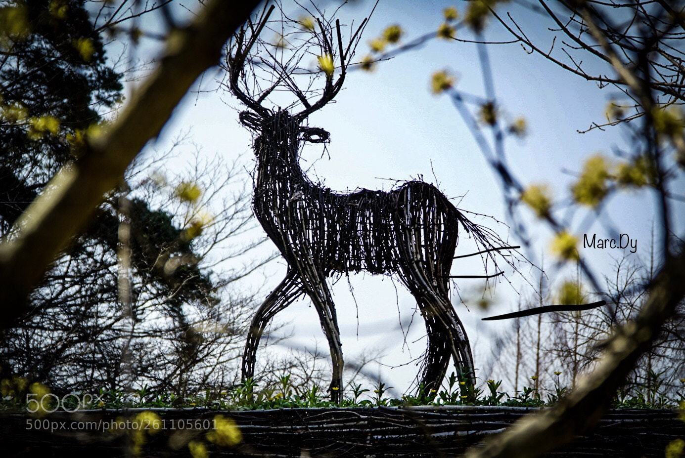 Sony a6000 sample photo. The deer  photography