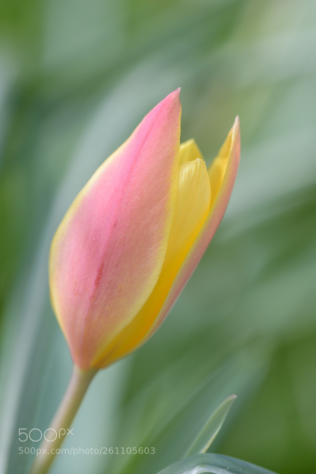 Nikon D5500 sample photo. If i could find photography