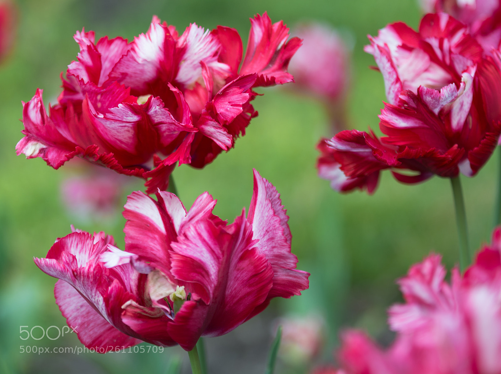 Nikon D7100 sample photo. Tulips photography