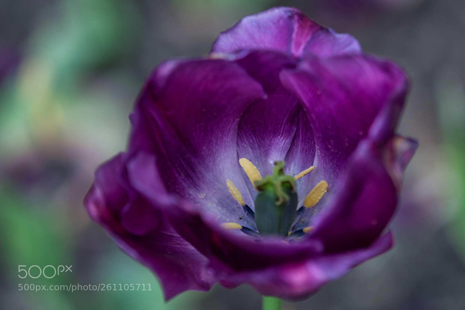 Nikon D7100 sample photo. Tulips photography