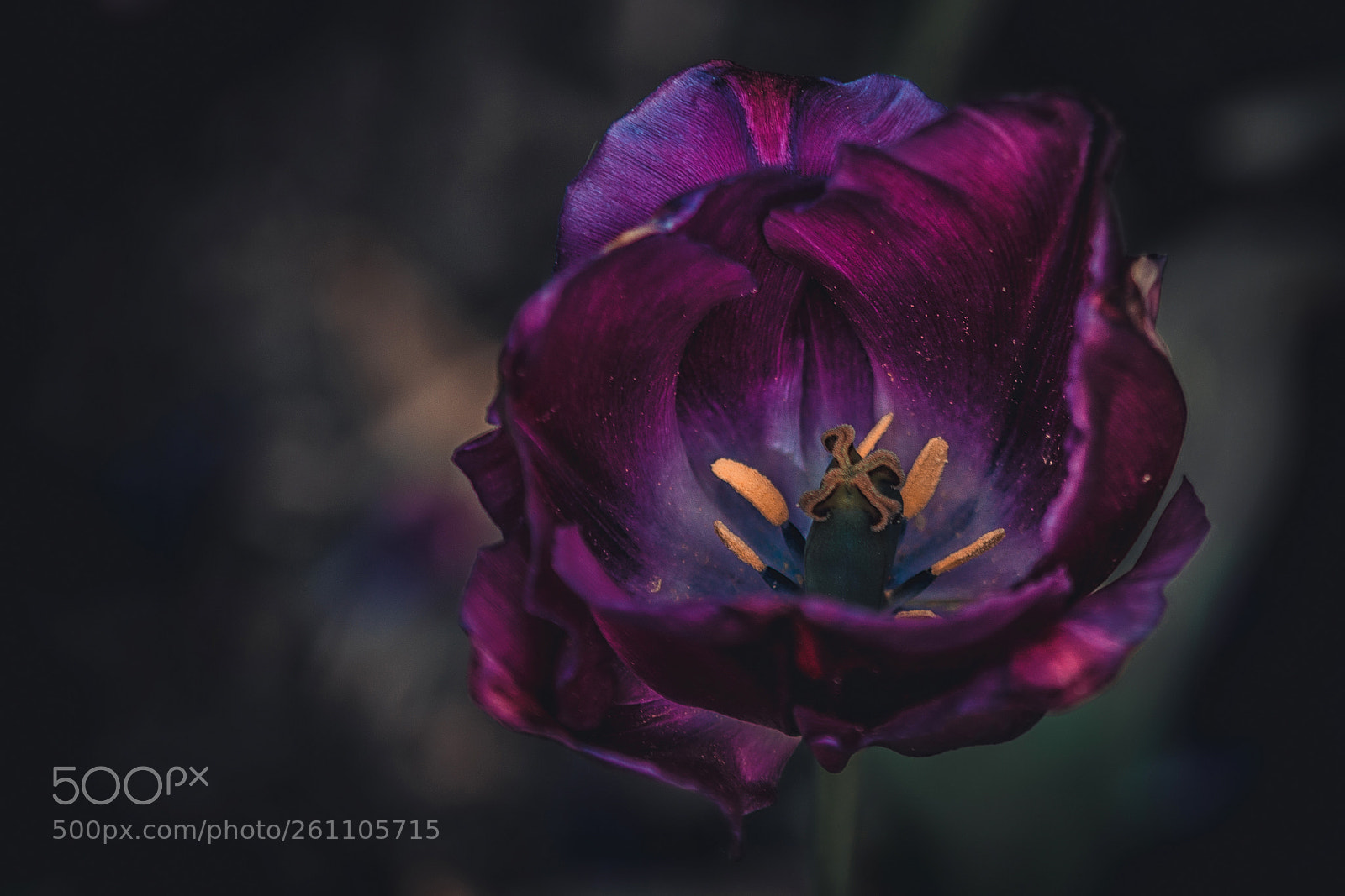 Nikon D7100 sample photo. Tulips photography