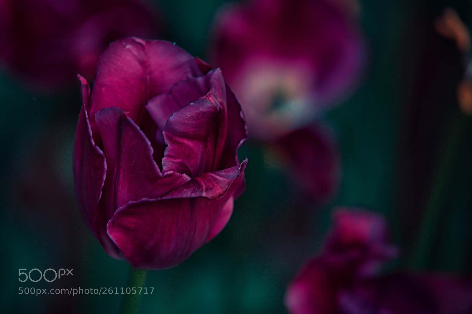 Nikon D7100 sample photo. Tulips photography