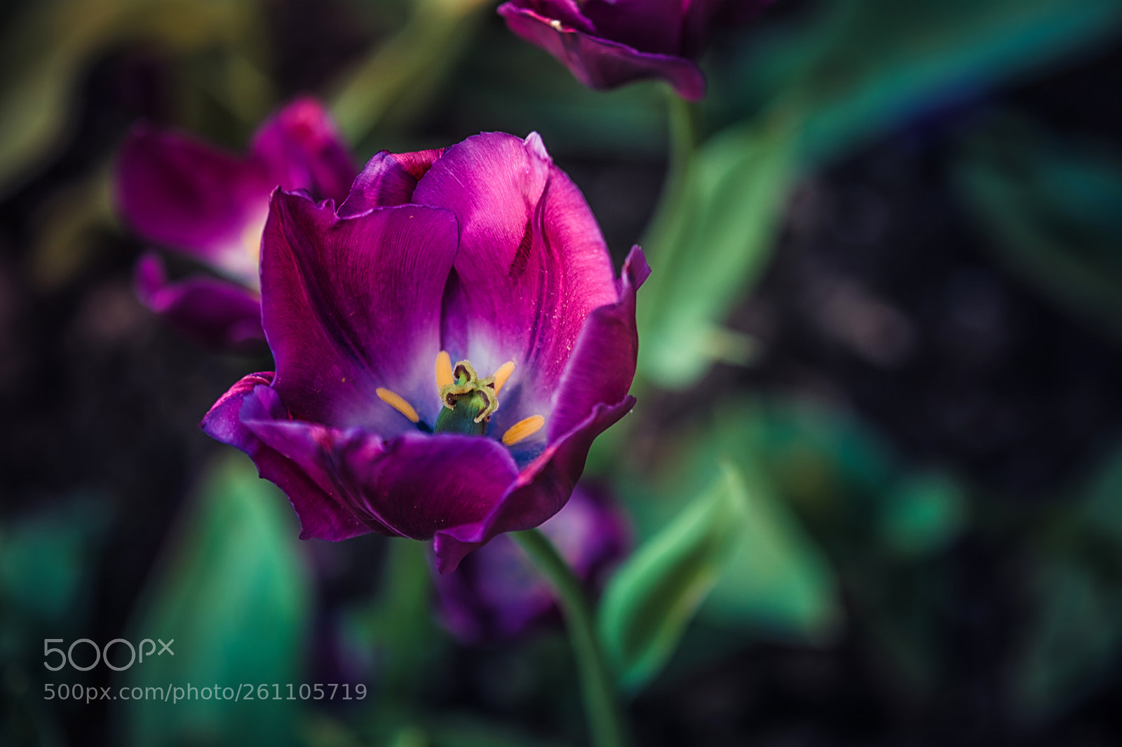 Nikon D7100 sample photo. Tulips photography