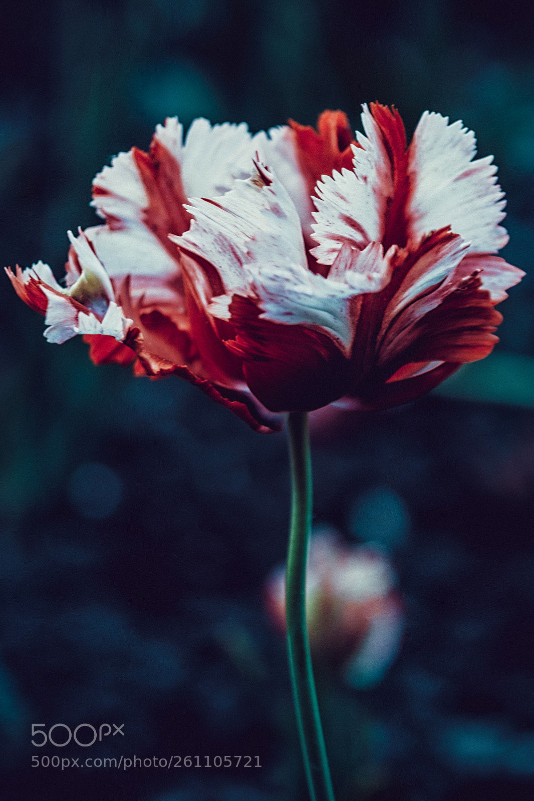 Nikon D7100 sample photo. Tulips photography
